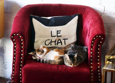 Co Owner Of Charleston S Only Cat Cafe Discovers She S Allergic To