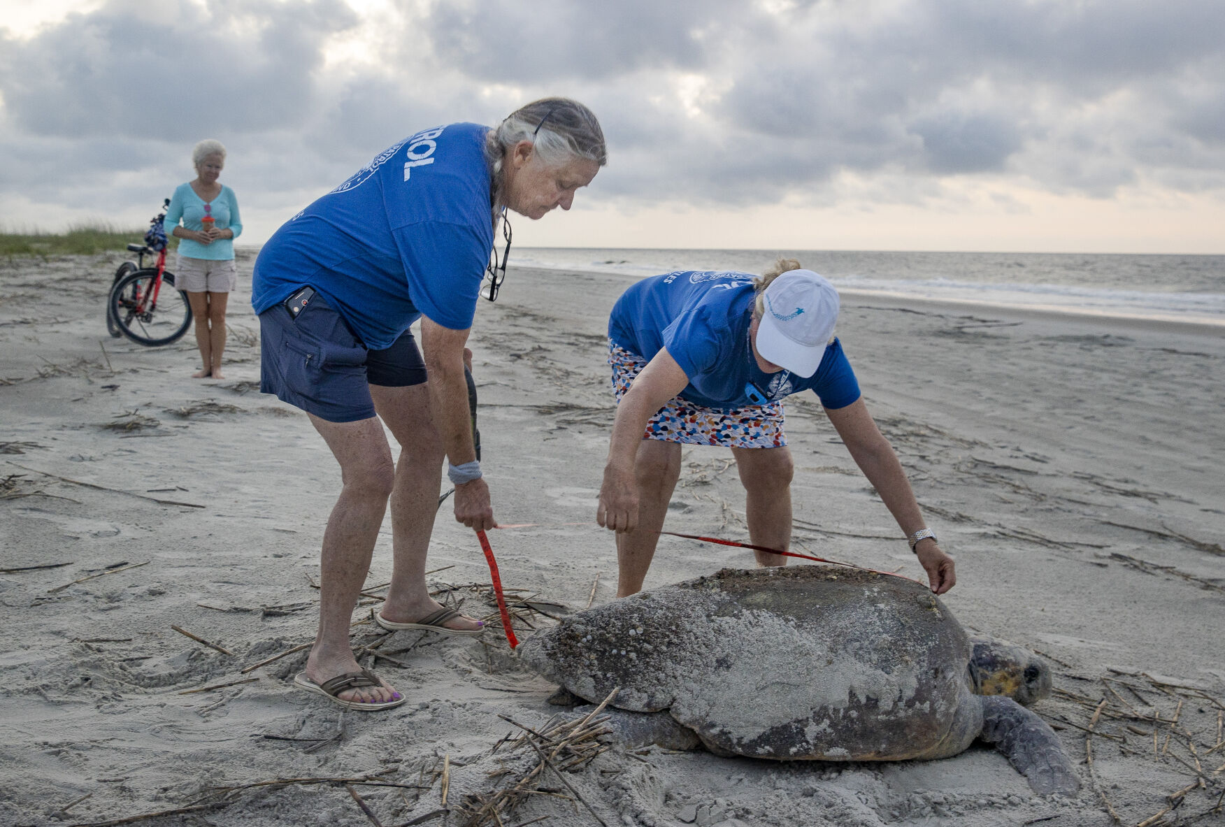 Hilton Head Sea Turtle Patrol protects nests, but turtles still