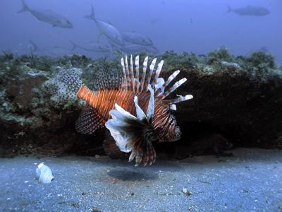 lionfish trapping may one