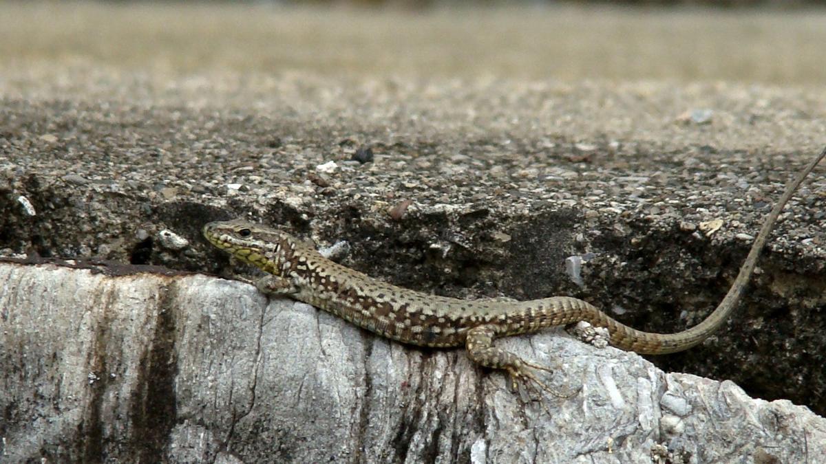 Wall Lizards Are Here To Stay Feature Columns Postandcourier Com