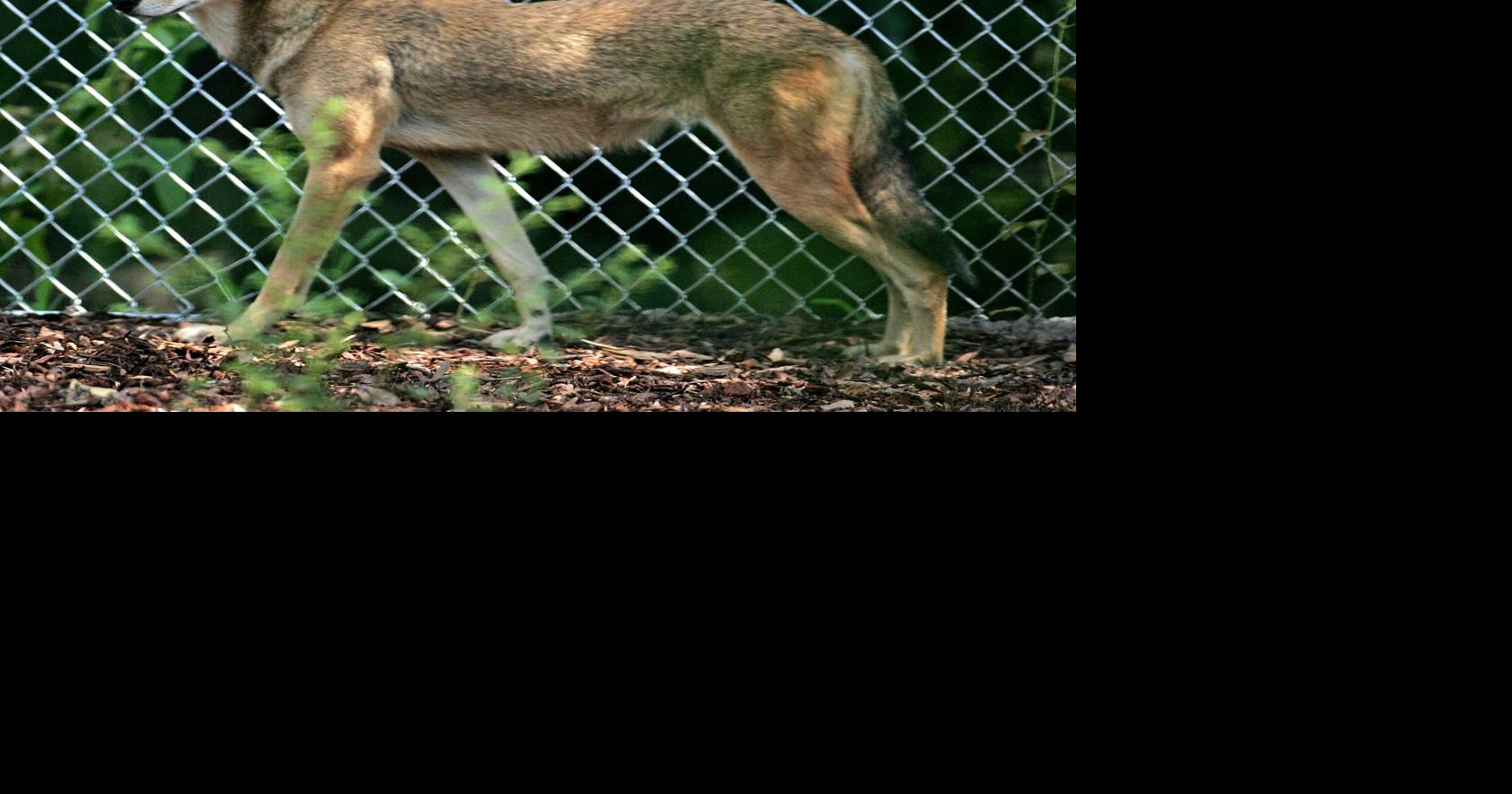 Red wolf exhibit opens at Charles Towne Landing Archives