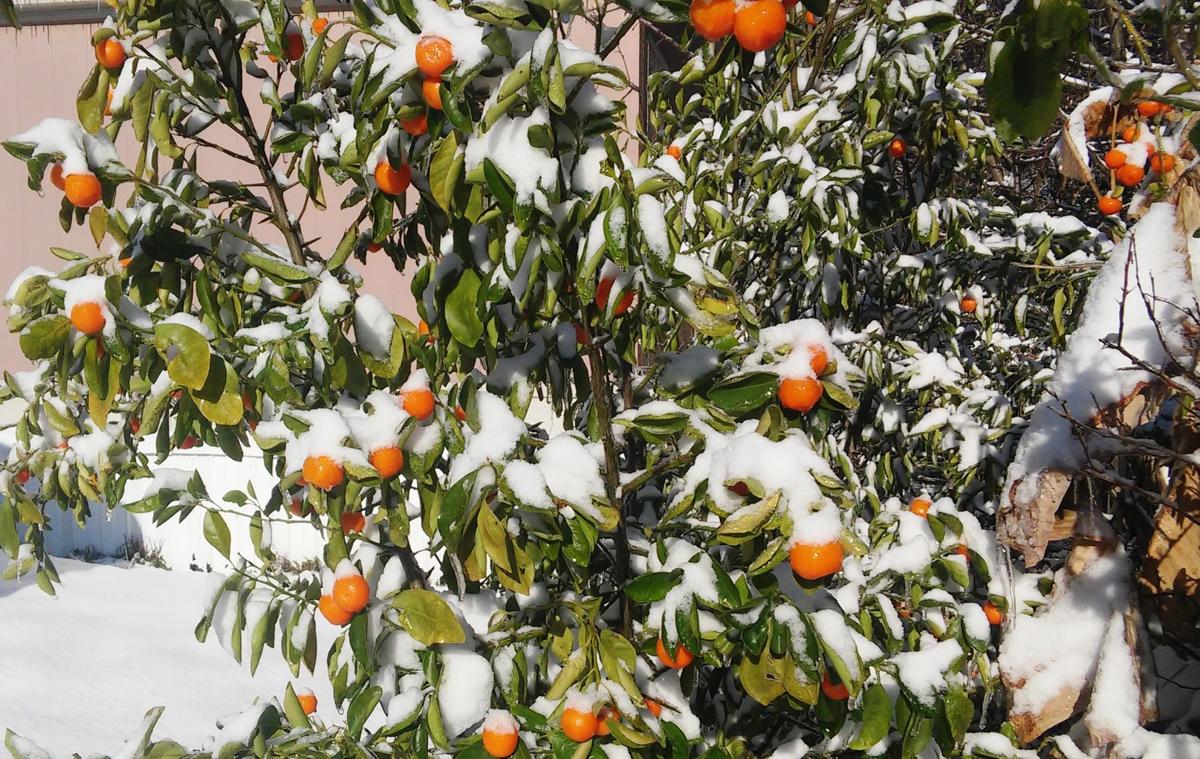 After the deep freeze Citrus expert weighs in on what to do next