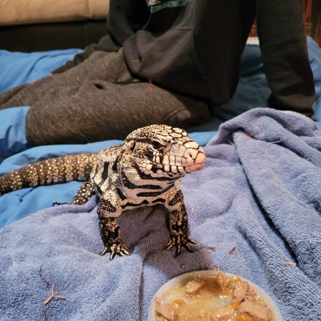 Regulation would ban Argentine tegu lizards in South Carolina |  News