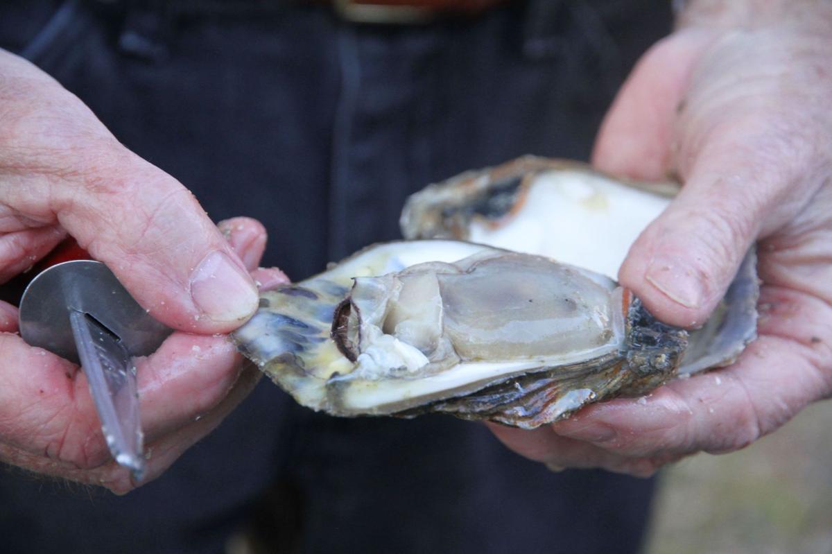 Charleston Museum birthday oyster roast