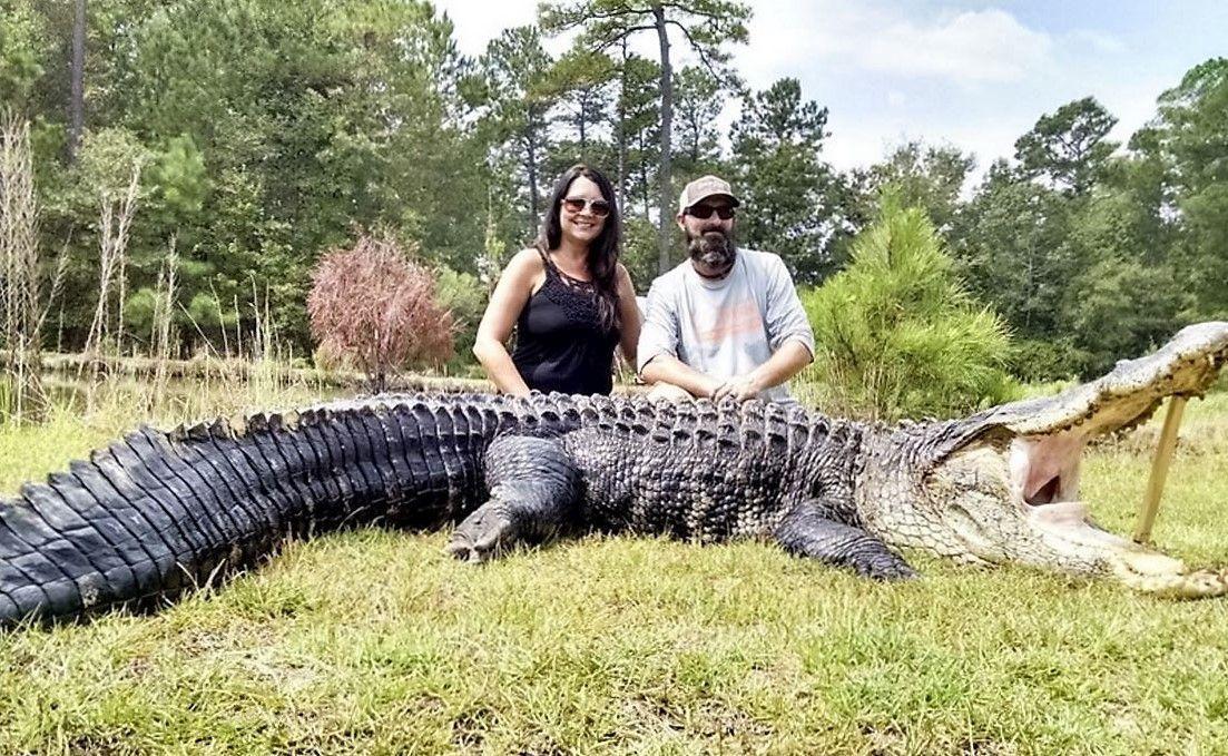 Giant gator caught on Lake Marion News
