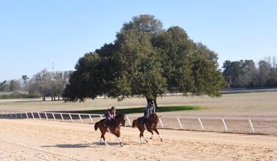 Aiken-trained Dream Shake won't run in Kentucky Derby, will target another race instead 1