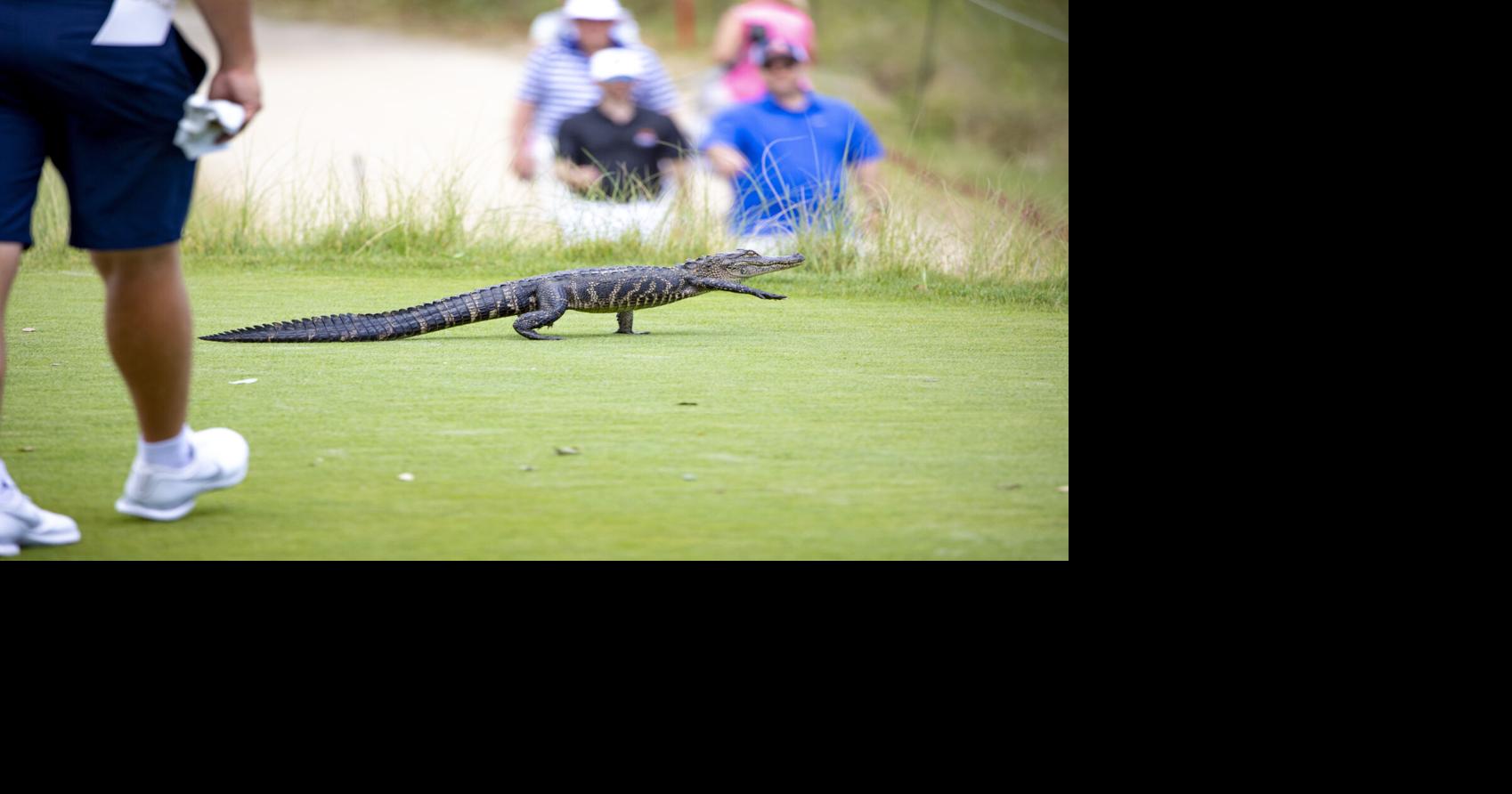 Kiawah and Seabrook islands offer golf, restaurants and more for visitors