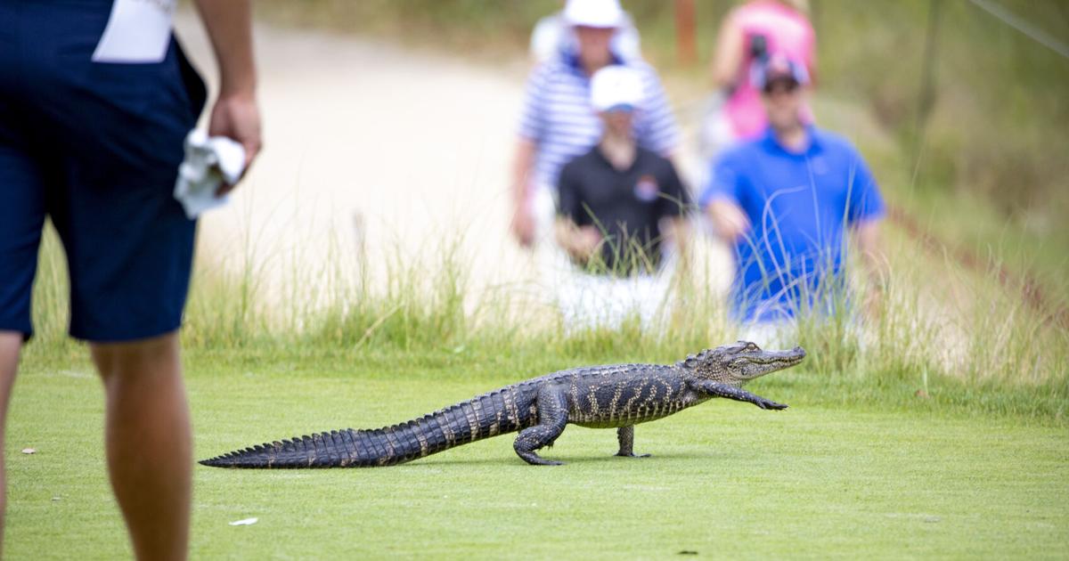 Kiawah and Seabrook islands offer golf, restaurants and more for visitors