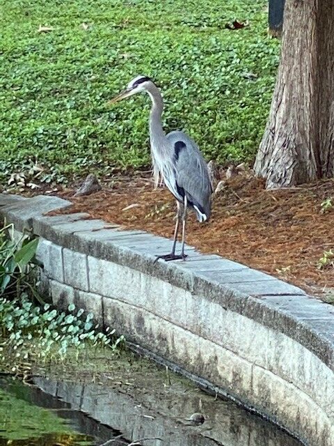 Crane on Daniel Island