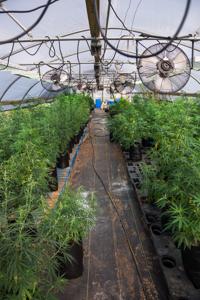 State takes over SC-grown hemp tests to ensure THC levels aren't too high