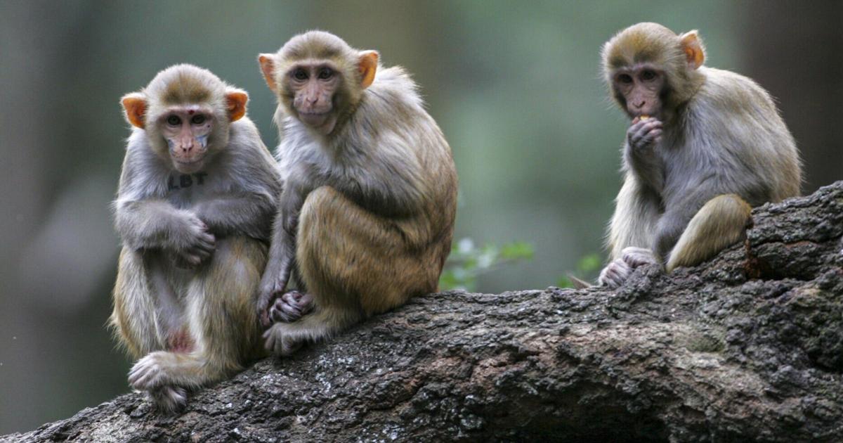 Rustic Monkeys SC Morgan Island houses rhesus monkeys used in research