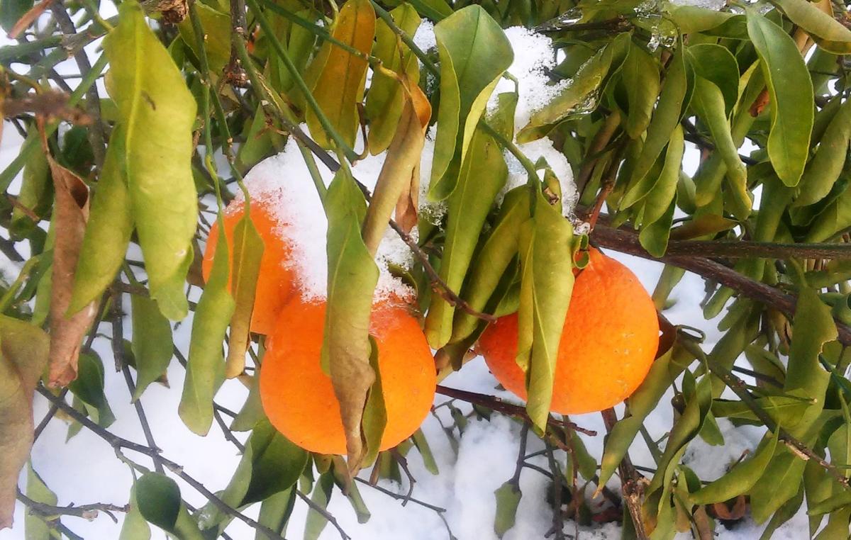 After the deep freeze Citrus expert weighs in on what to do next
