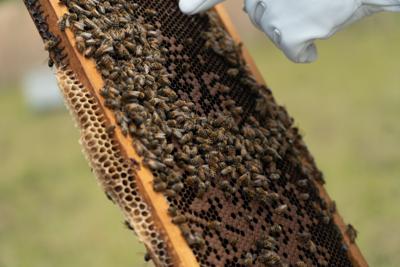Island beekeepers stung by fear of imported bees - Victoria Times