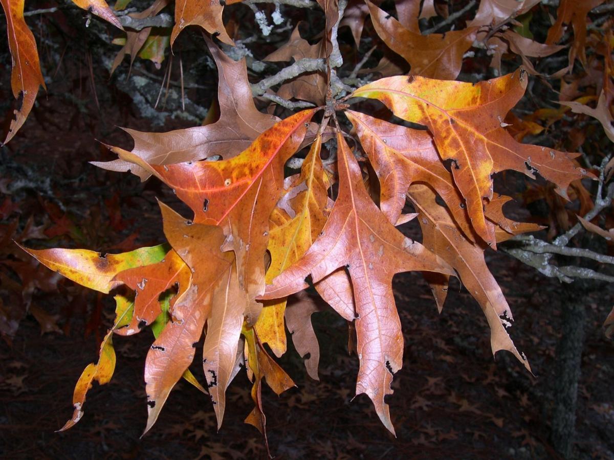 Mystery Plant Tree Leaves Resemble Turkey Feet Features Postandcourier Com