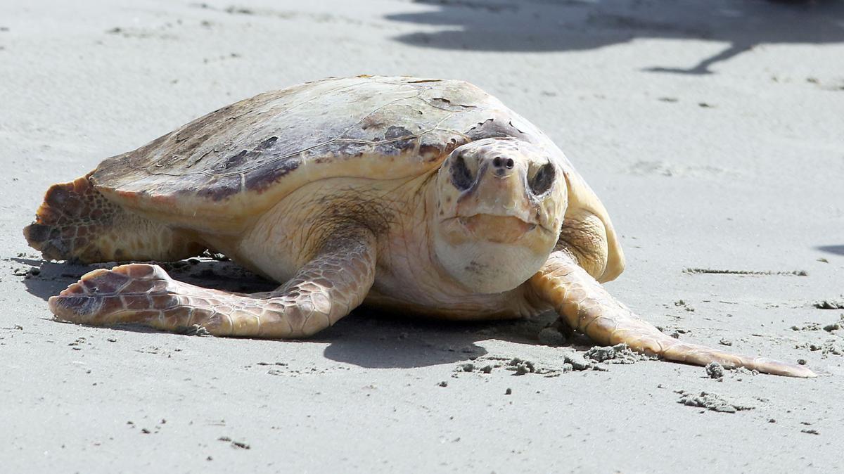 How to Transport Injured Turtles - Your Car Kit - Turtle Rescue League