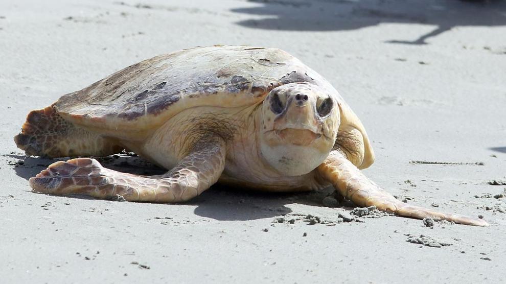 Rare Two Headed Sea Turtle Found During Nest Inventory At Edisto Beach State Park Charleston