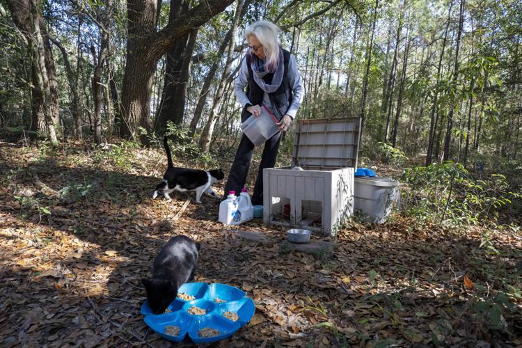 Photos Volunteers care for feral cat colonies as part of "No Kill
