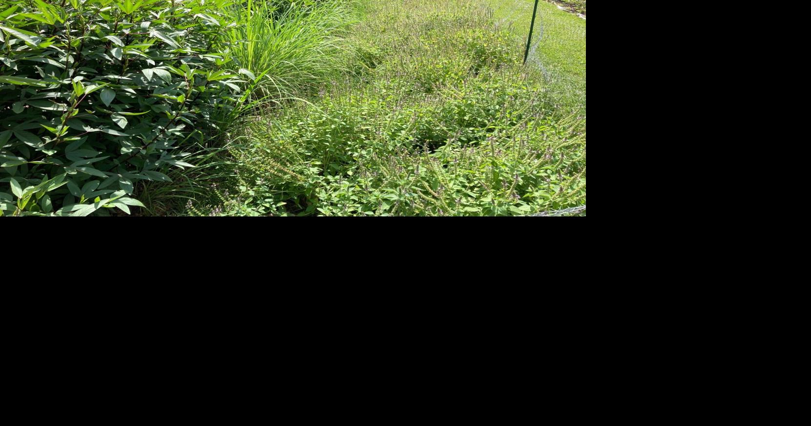 Still Here: Honky Tonk Farms & Apothecary, the new face of SC agriculture