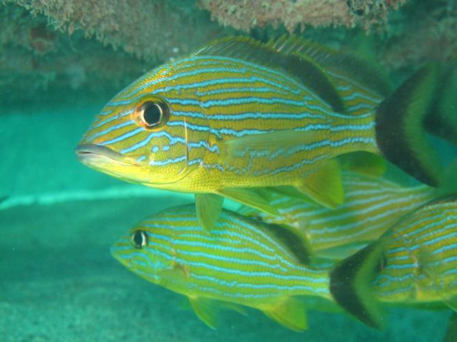 Redder Rin Fish Reader photos: Fish