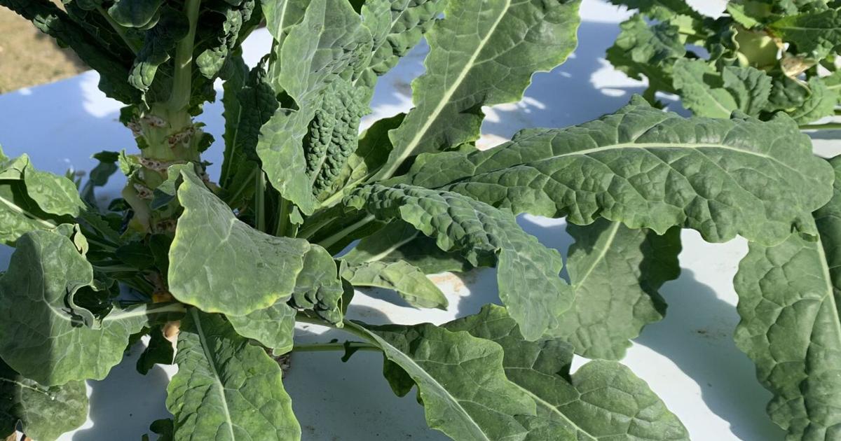 Gardening column: Kale still 'king' in your fall vegetable garden