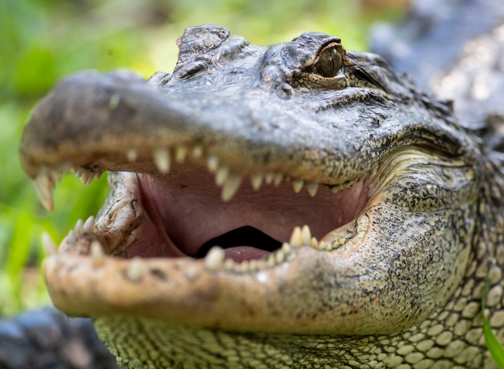 Have you encountered a gator? We asked an expert what to do.