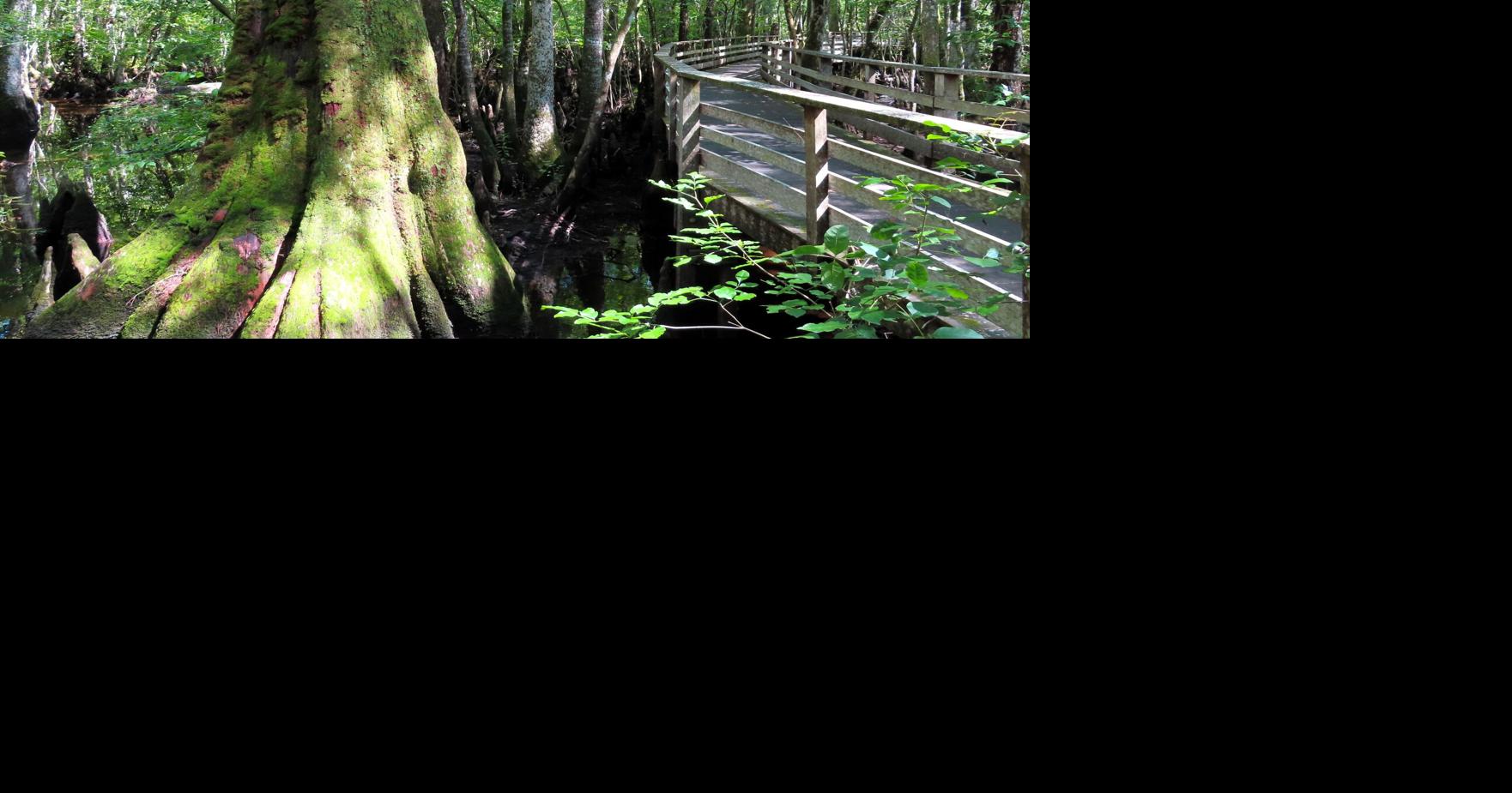 Commentary: Ancient forest, modern choice: Protecting the future of Audubon's Beidler Sanctuary