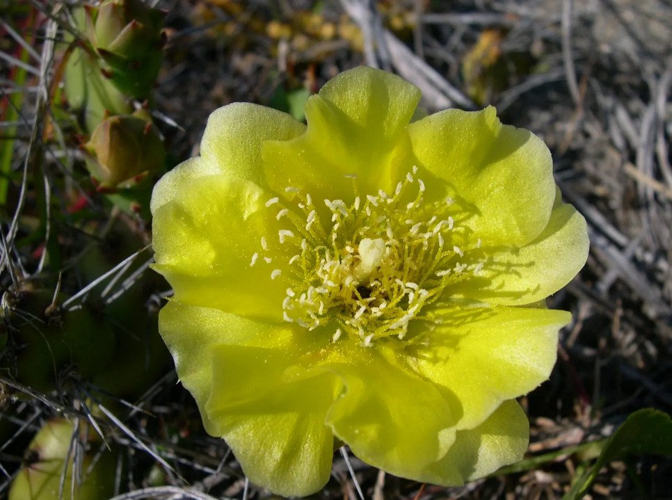 Mystery Plant: A beach bum cacti