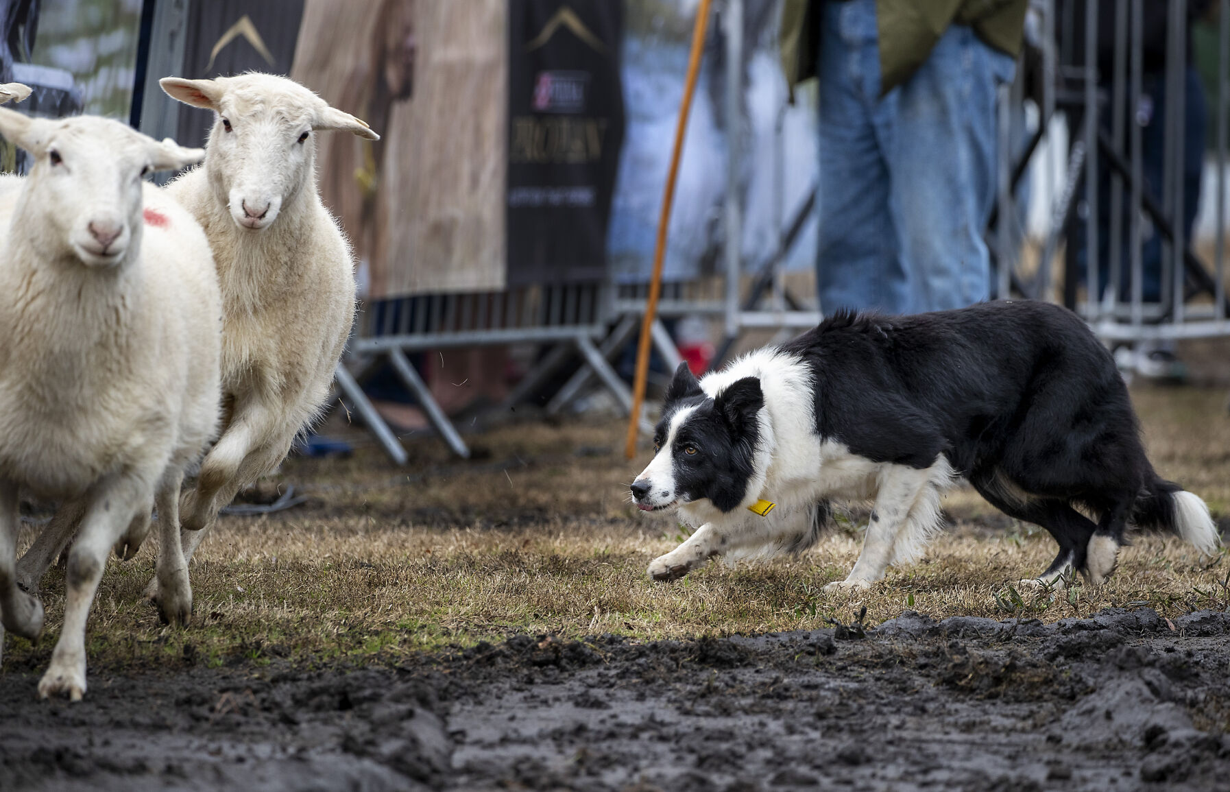 Border collie best sale rounding up sheep