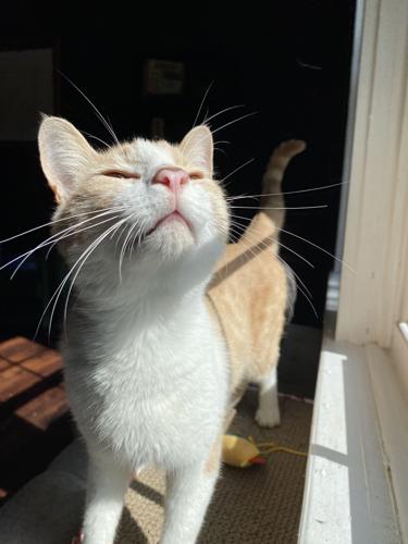 Just purr-fect: Mews and Brews helps felines find forever homes