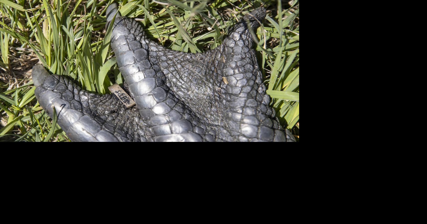 Are these cold-blooded apex predators South Carolina's new climate-change refugees?