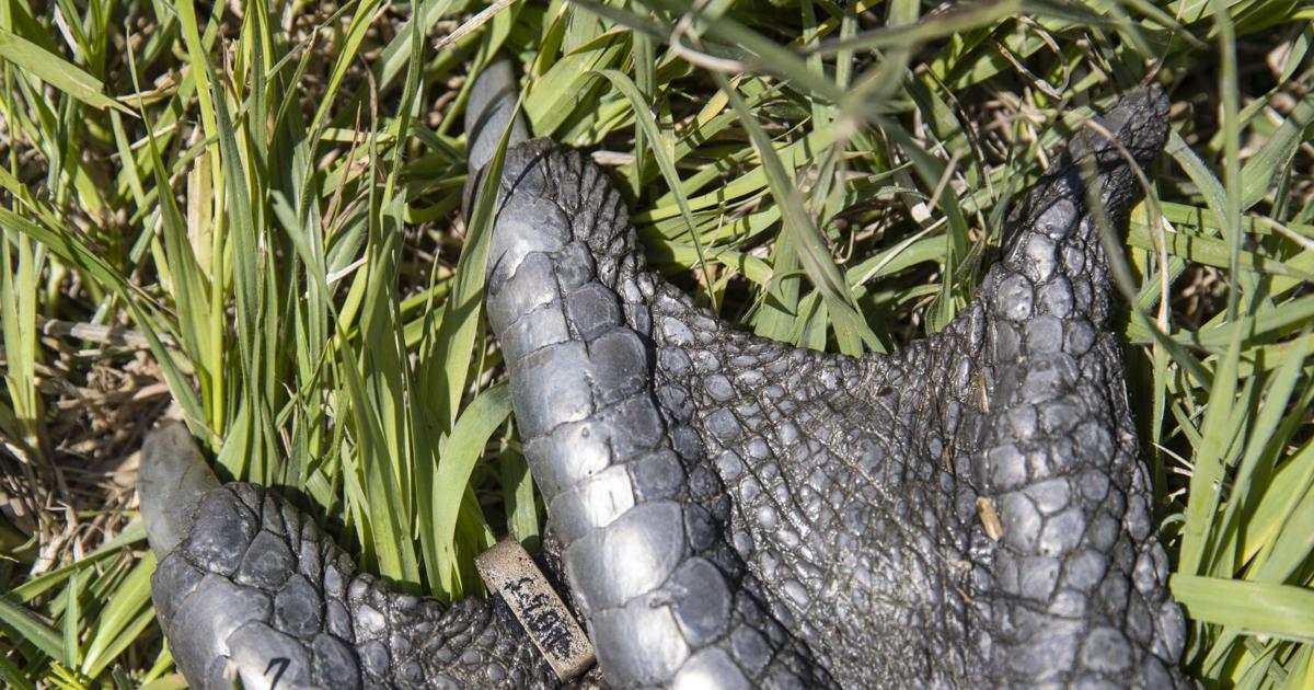 Are gators SC's new climate-change refugees?