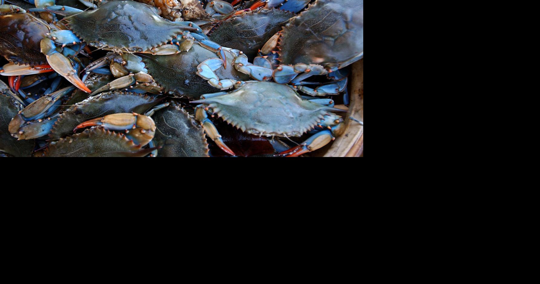 Warmer waters, more salt, fewer blue crabs — a grim report urges SC  lawmakers to act, SC Climate and Environment News