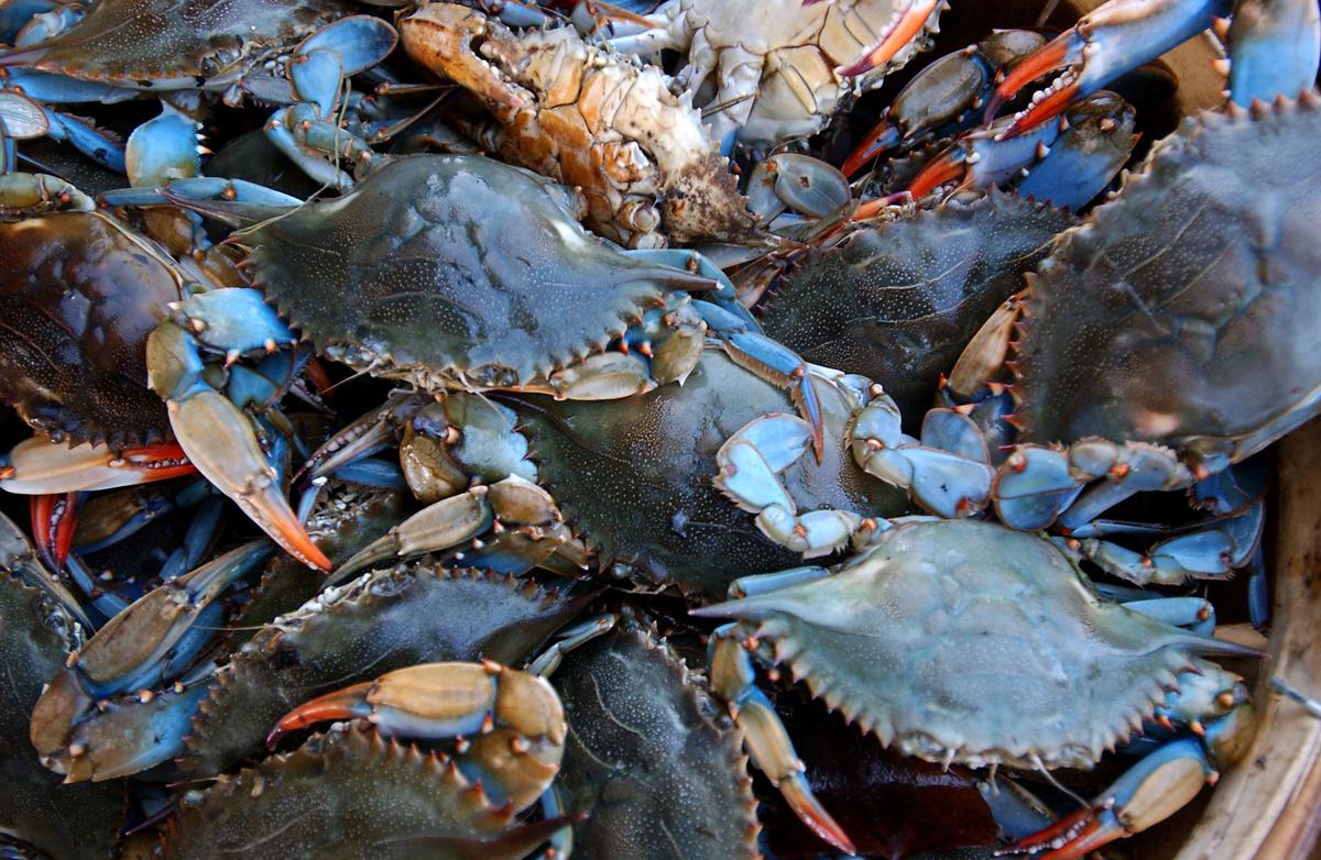 Warmer waters, more salt, fewer blue crabs — a grim report urges SC  lawmakers to act, SC Climate and Environment News