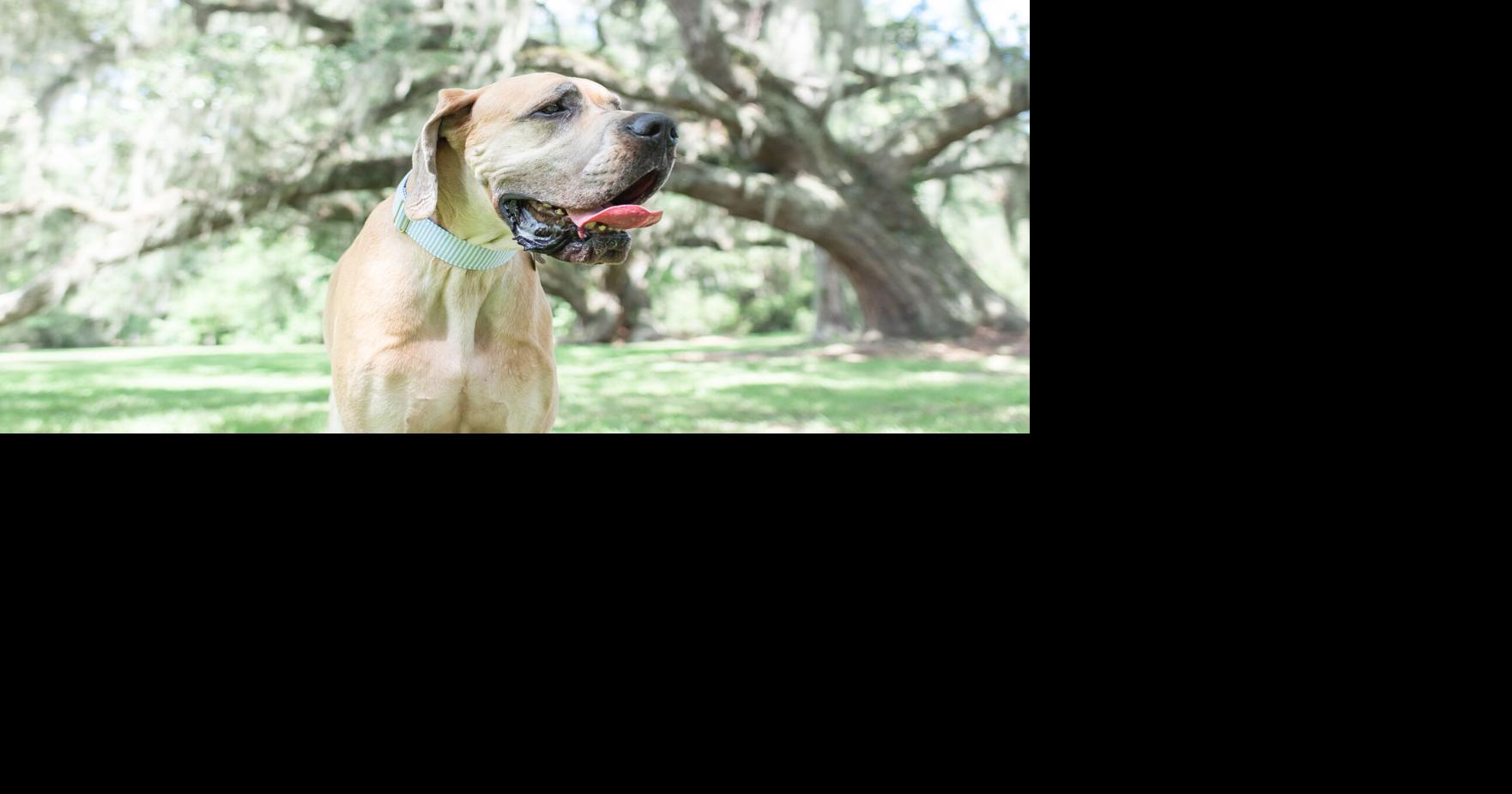 Dog models wanted for annual calendar News