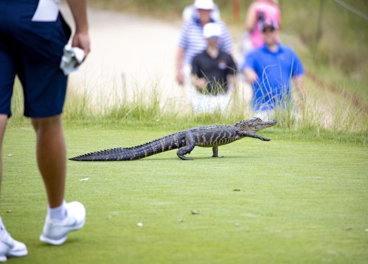 Sapakoff Dechambeau John Daly Gators And The Ideal Pga Championship Golf Postandcourier Com