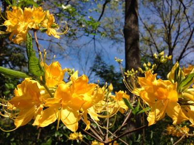 Native azaleas add fragrance to garden | Feature Columns |  