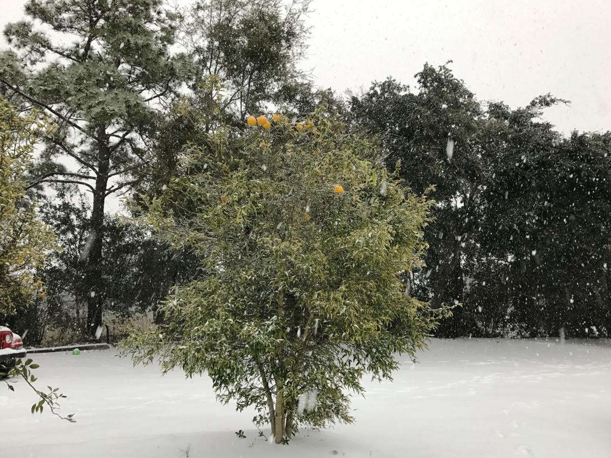 After the deep freeze Citrus expert weighs in on what to do next