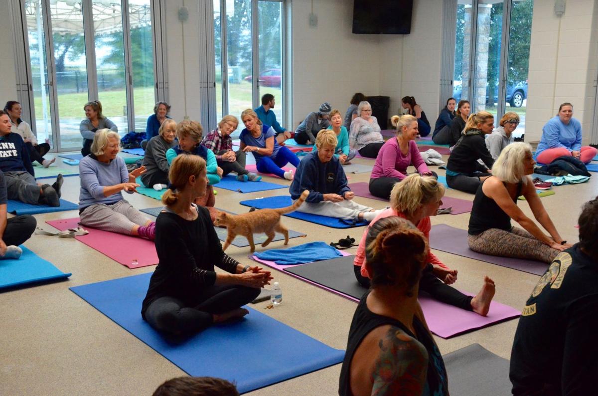 Not Kitten Around Albrecht Center In Aiken Hosts Cat Yoga News Postandcourier Com