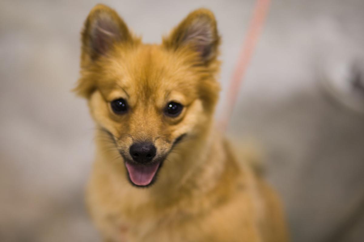 Pet Expo-October 14, 2017-142