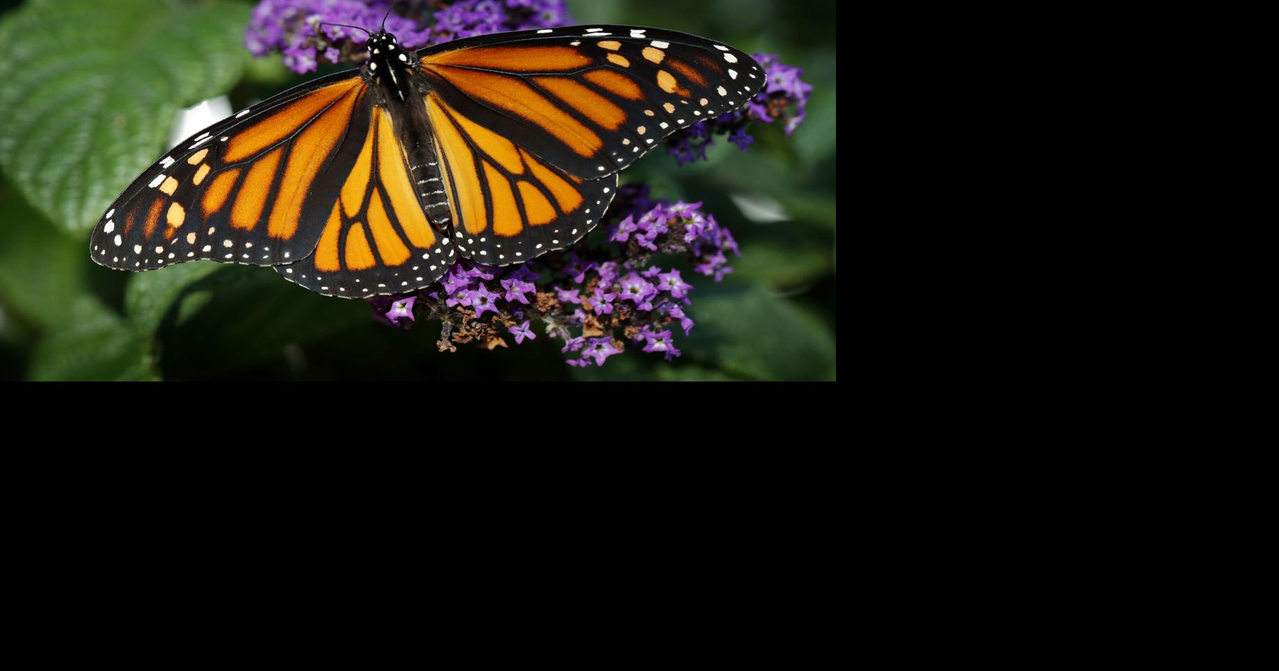 Mexico's monarch butterflies are falling victim to a real-life