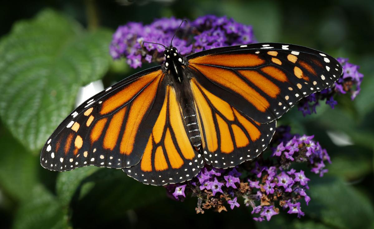 Endangered monarch butterflies found breeding in SC News