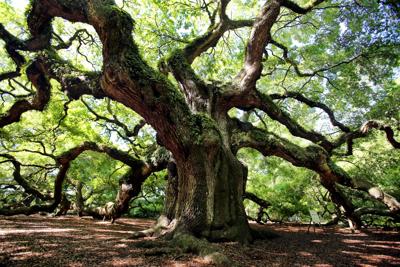 72 Unit Affordable Housing Project Planned Near Charleston S Historic Angel Oak Real Estate Postandcourier Com