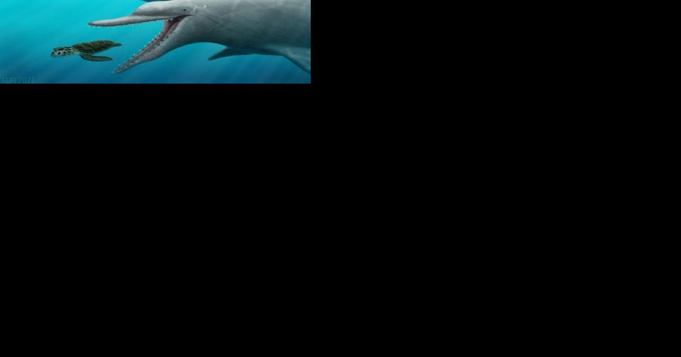 Study sheds light on ancient dolphins with Lowcountry link | SC Climate and Environment News - Vimarsana News