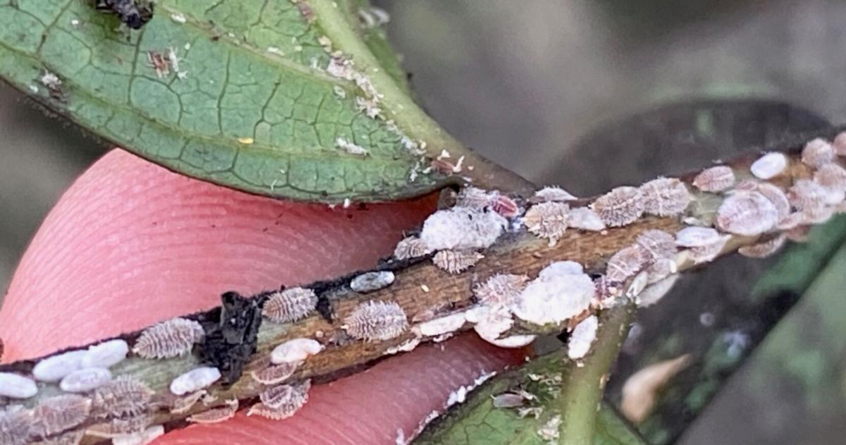 Gardening column: Combatting pesky crape myrtle scale