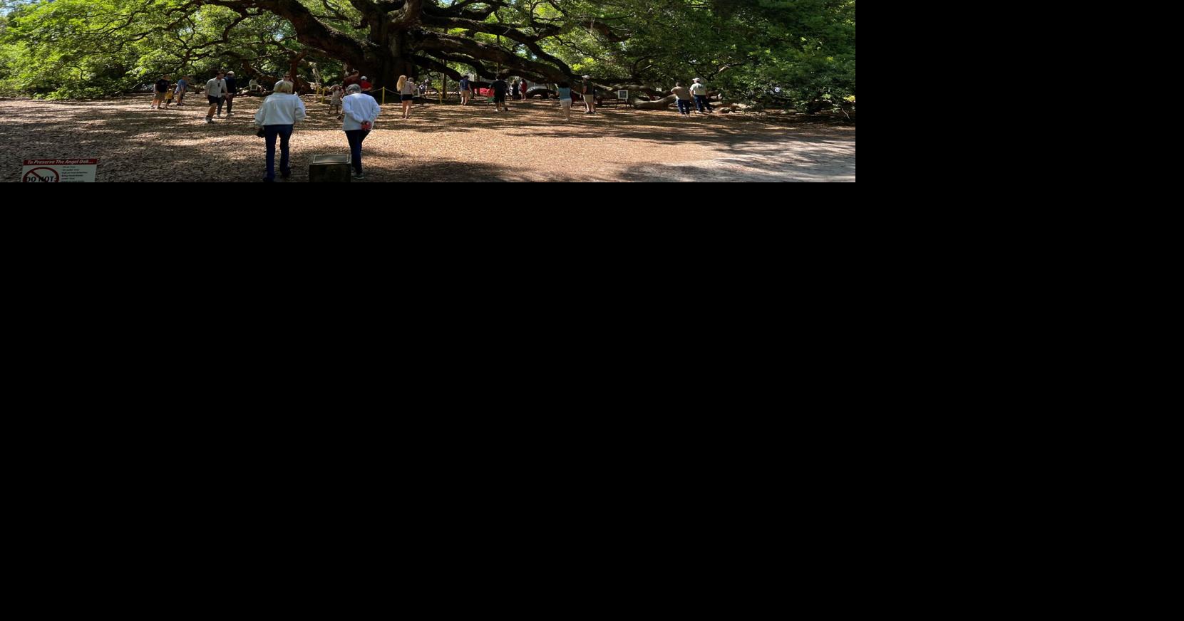 NYT asks readers to take a long, hard look at SC's most famous tree