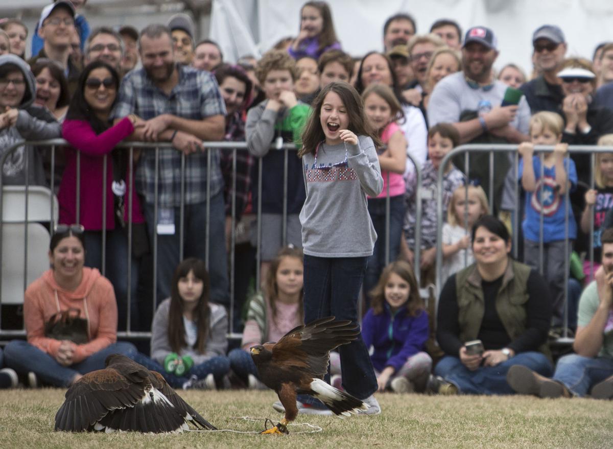 Sewe Birds Of Prey Flight Demos Photo Galleries