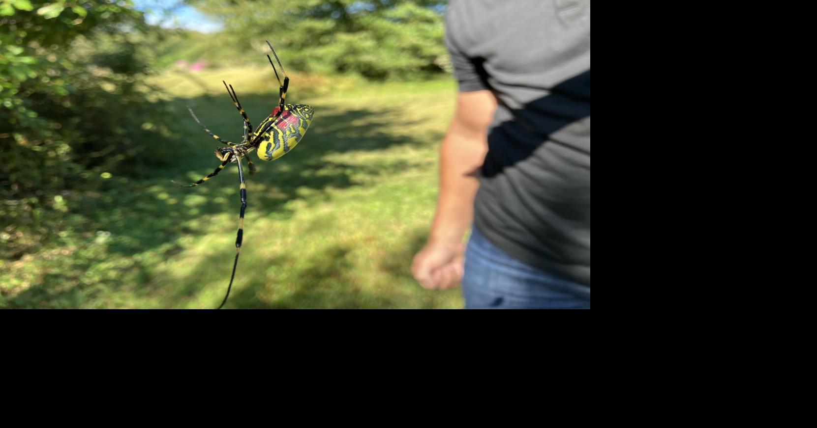 Do invasive Joro spiders threaten local species? A new study looks at their diet for clues.