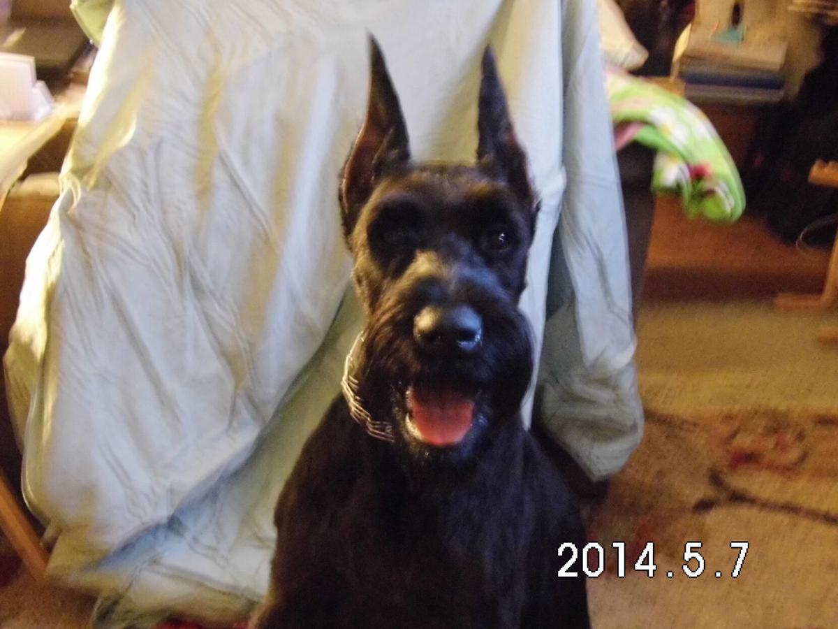 Ex-Charleston County jail chief draws scrutiny over schnauzer breeding  business | Uncovered | postandcourier.com