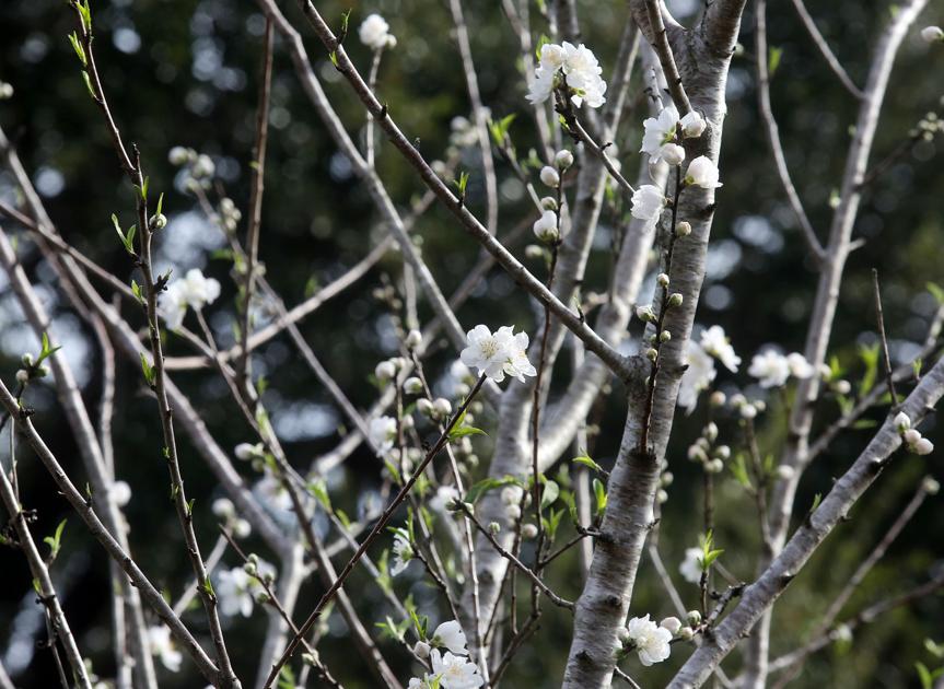 Warmer than normal January in SC is followed by an arctic punch in February |  News