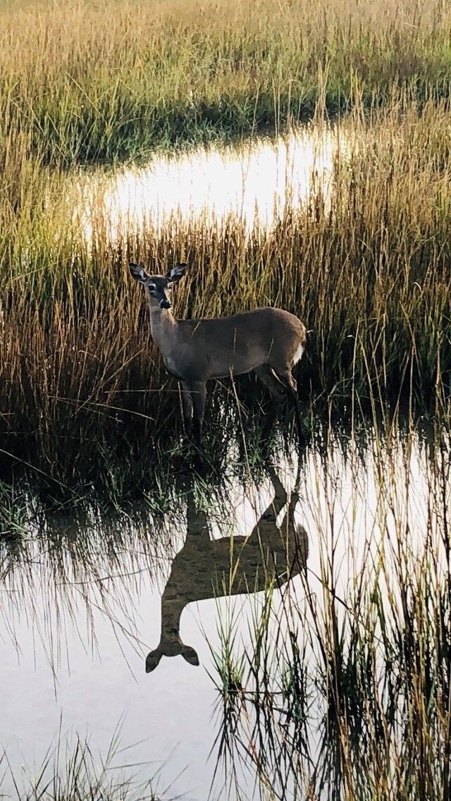 Deer reflection